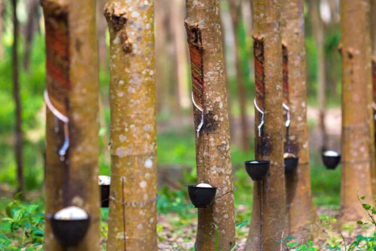 ราคายางวูบดับฝันชาวสวน หลังแตะ 82 บาท สูงสุดในรอบ 13 ปี