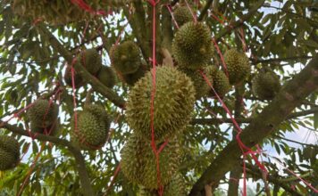 ทุเรียน