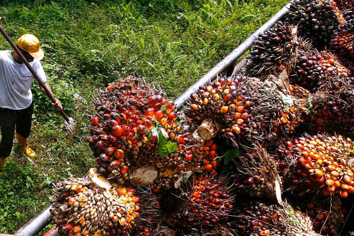 ชาวสวนปาล์มบุกพาณิชย์ 22 เม.ย. จี้เลิกคุมส่งออก-หยุดทุบราคา หลังปาล์มร่วง 1.90 บาท/กก.