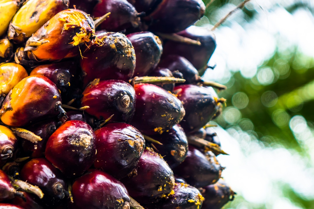 ชาวสวนปาล์มร้องรัฐเร่งแก้ราคาตก วอนคุมกลไกตลาด หลังราคาหลุด 7.20 บาทบางพื้นที่