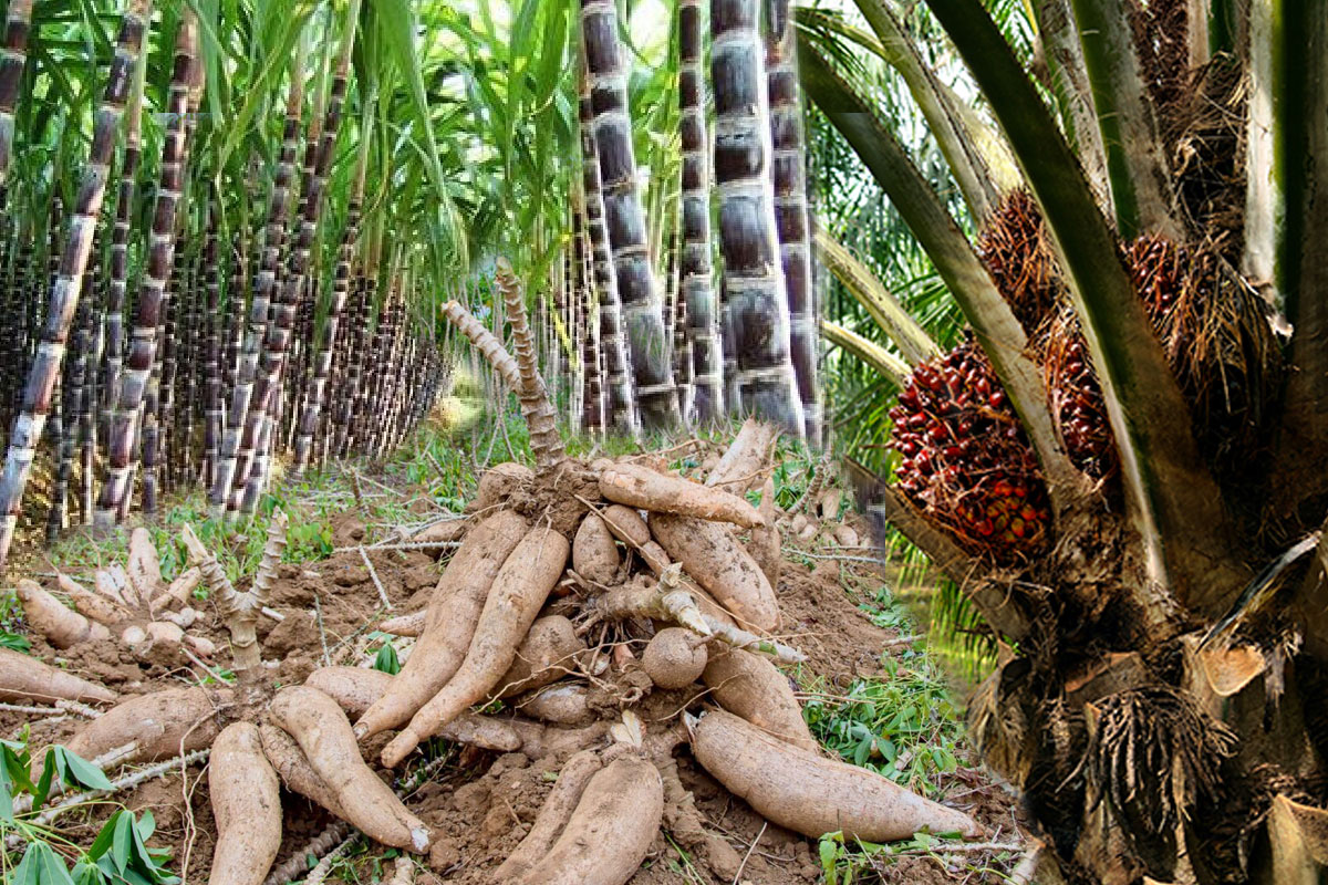 ถึงเวลาจริงจัง ‘พืชพลังงาน’