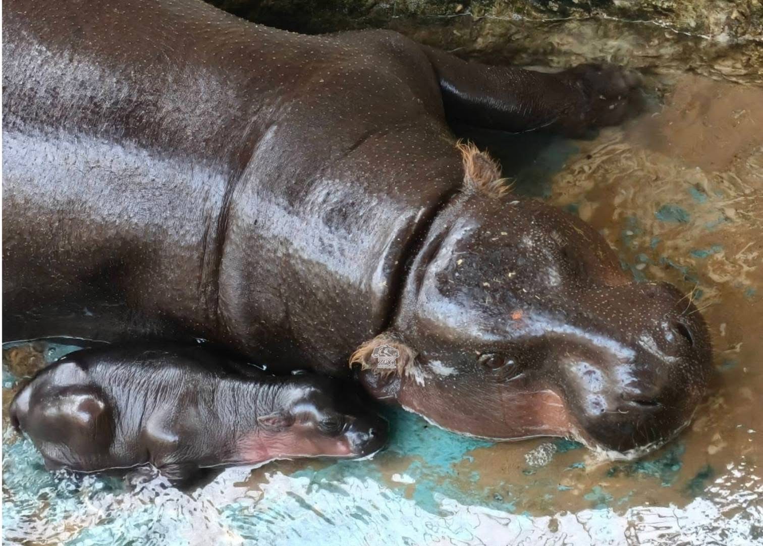 “แม่หมูกรอบ”คลอดลูกฮิปโปแคระเพศเมีย เตรียมเปิดให้ชมเร็ว ๆ นี้