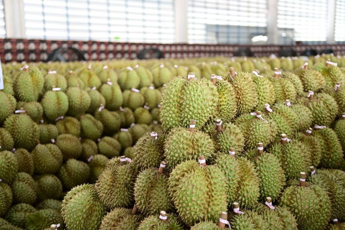 ทุเรียนไทย เปิดศึกไลฟ์สด ยอดวิวจีน 1.5 แสน ปลุกออร์เดอร์ 15 ล้าน