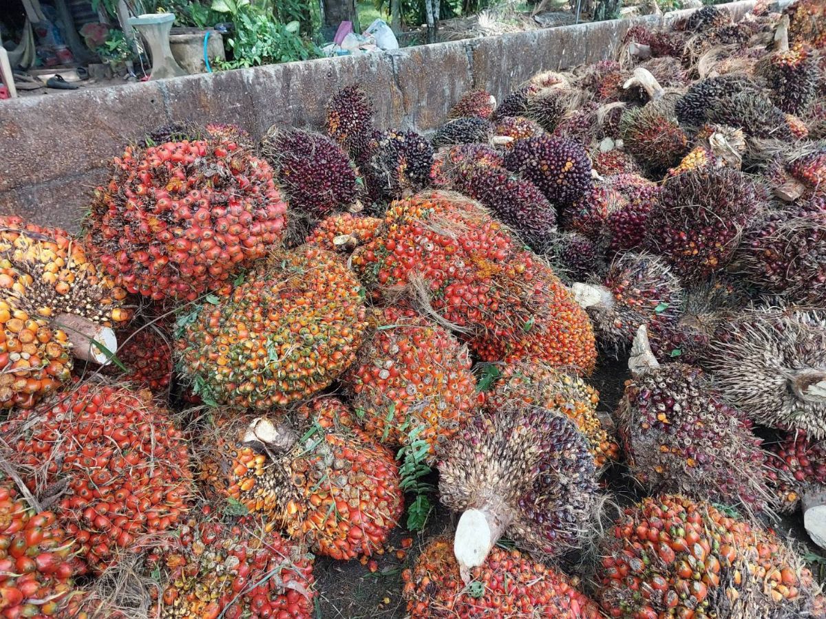 เกษตรกระบี่-ตรังจวกรัฐทำราคาปาล์มร่วงรายวัน จ่อพบ ‘ศุภจี’ 22 เม.ย. นี้