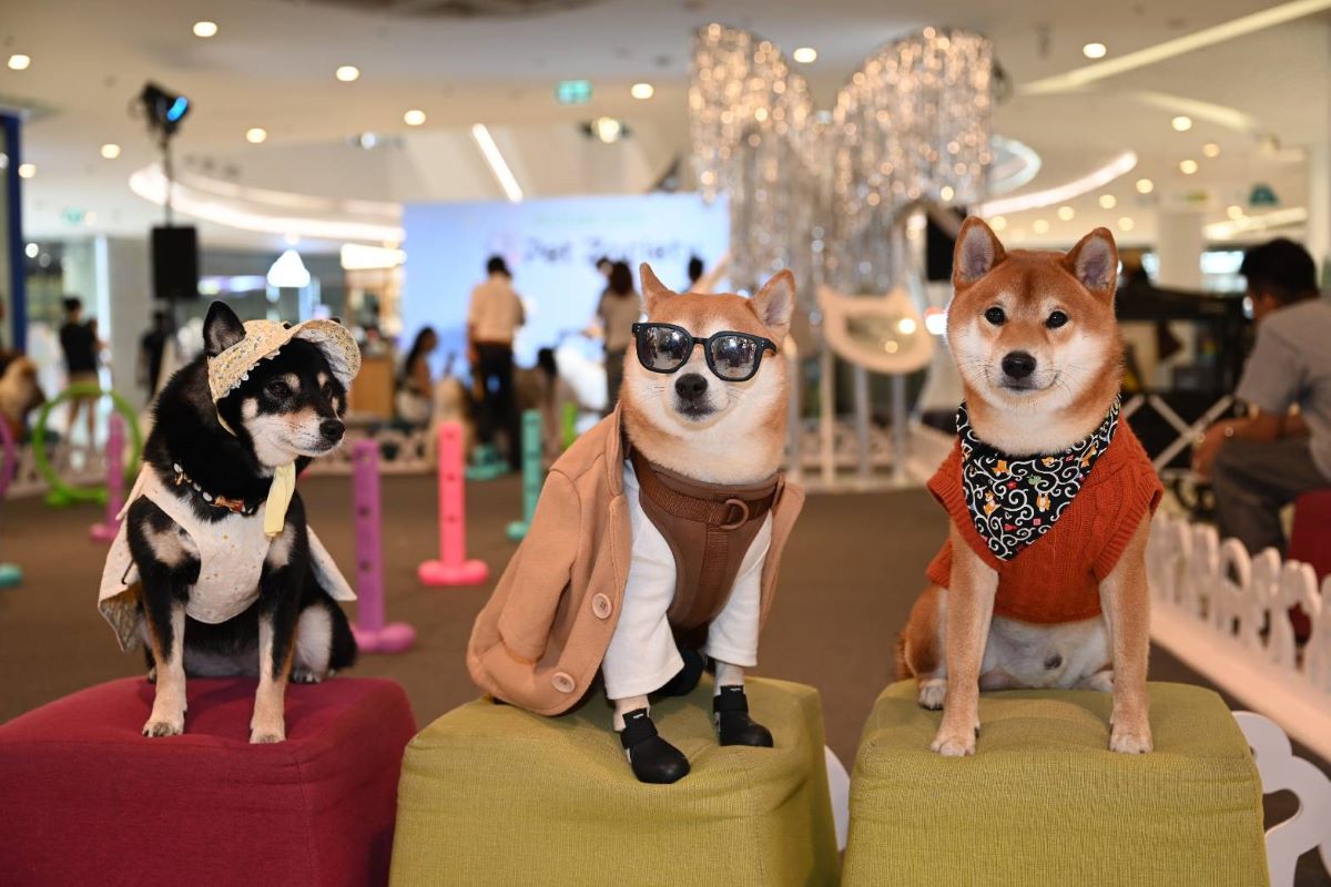 ฟิวเจอร์พาร์ค และสเปลล์ เปิดตัว “Pet Zociety” เอาใจเหล่า Pet Lover