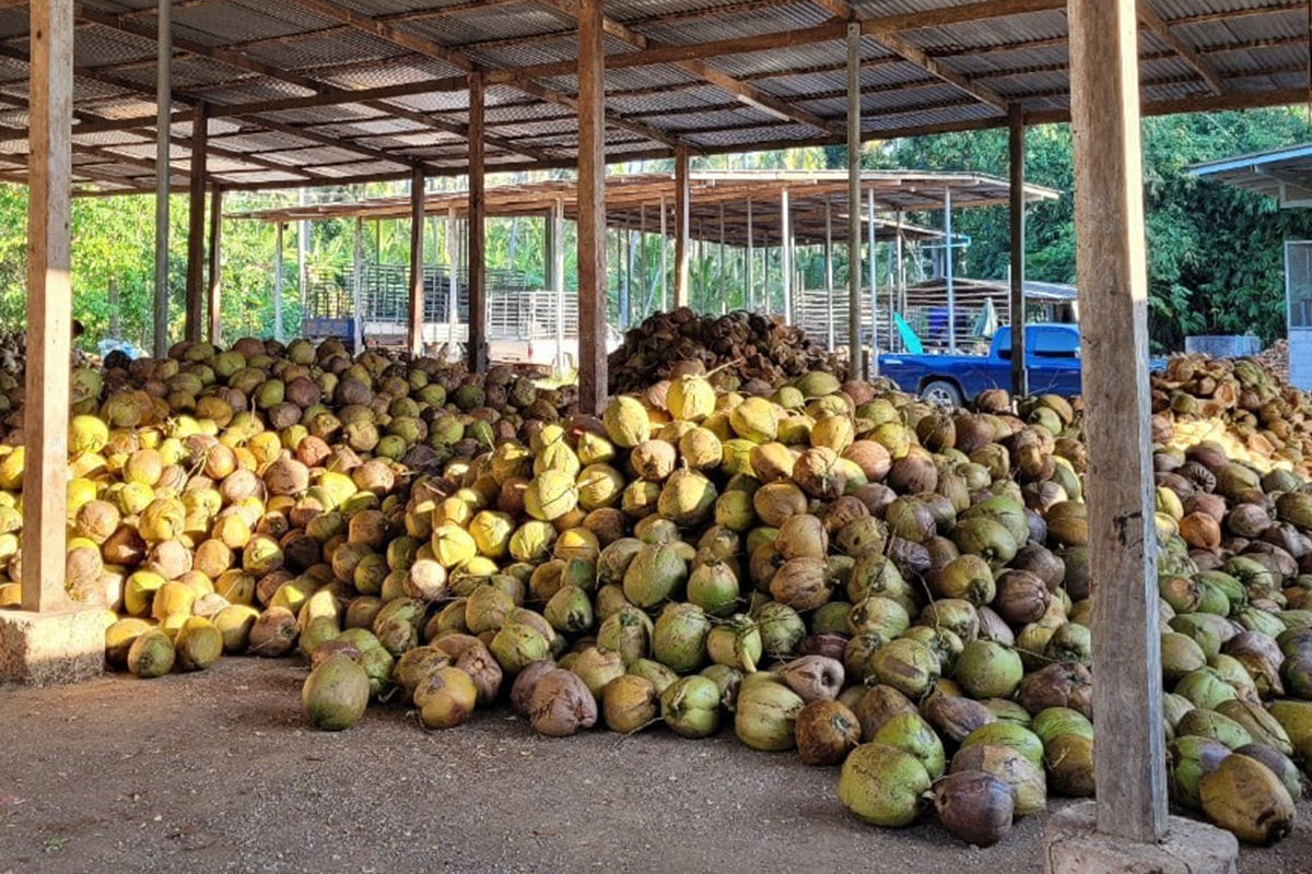 ราคามะพร้าวแกงดิ่งเหลือ 6 บาท จี้รัฐระงับนำเข้า 4.6 หมื่นตันซ้ำเติมตลาด