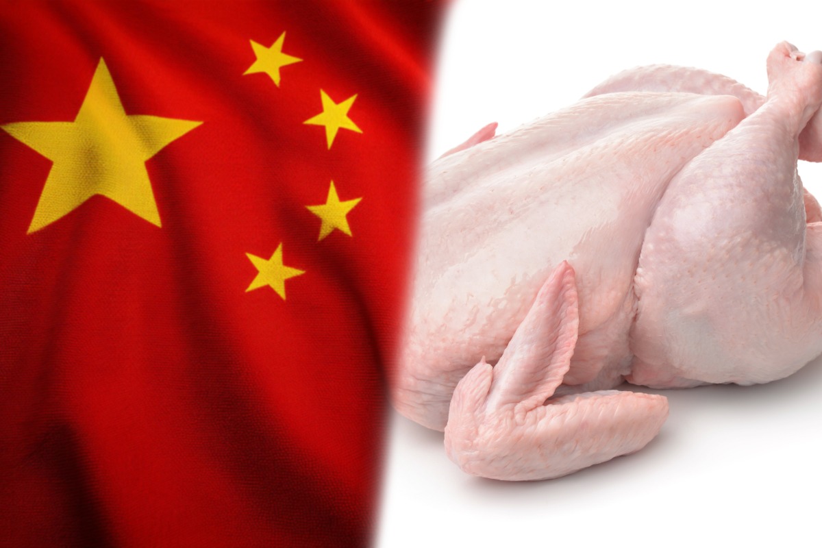 จีนไฟเขียวร่างพิธีสารส่งออกไก่ไทยฉบับใหม่ ปศุสัตว์เร่งปลดล็อก 17 โรงงาน