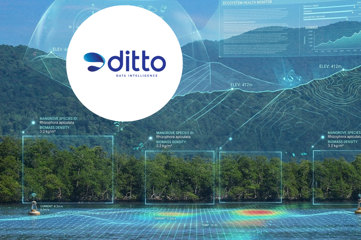 DITTO ออก Blu Green Token ระดมทุน 400ล้านบาท ปลูกป่าขายคาร์บอนเครดิต