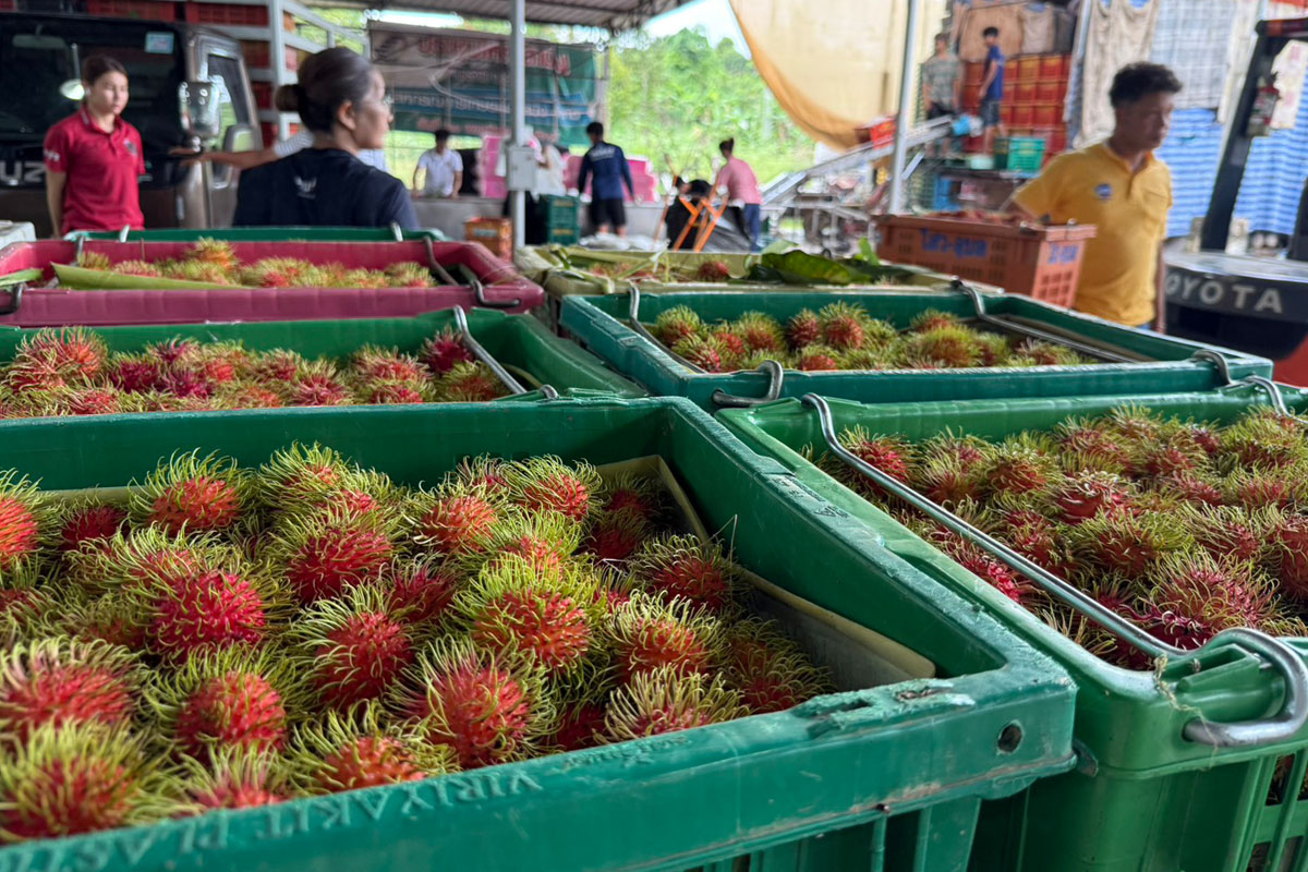 เงาะตราด 1 แสนตันราคาทรุด  ชาวสวนหวั่นร่วงเหลือ 5 บาท