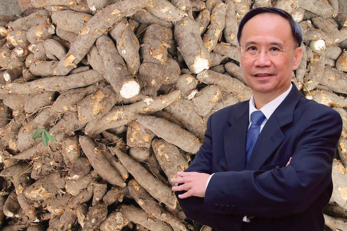‘มันสำปะหลังไทย’ต้องแก้ก่อนสาย  เร่งเพิ่มผลผลิตต่อไร่สกัดเวียดนามแซง