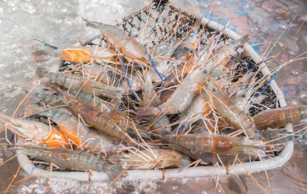 ผู้เลี้ยงกุ้งขอชดเชย 40 บาท/กก. มาเลย์งดนำเข้าขาดทุน 300 ล้าน