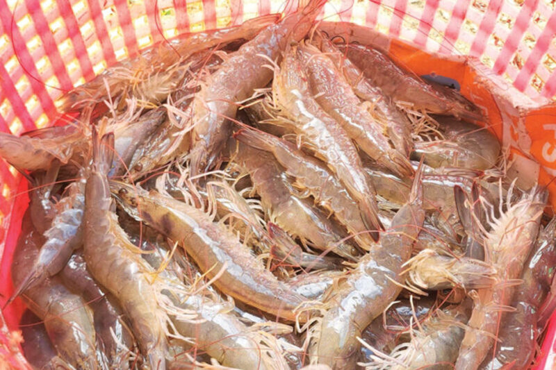 ผู้เลี้ยงกุ้งลังเลลงบ่อรอบใหม่ จี้รัฐเร่งสางวิกฤตมาเลย์-แก้ส่งออกวูบ