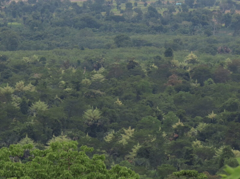 อุทยานแห่งชาติทับลาน (ภาพจากมูลนิธิสืบนาคะเสถียร
