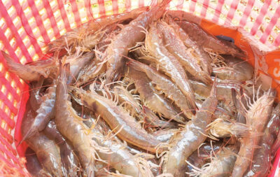 กุ้ง 4 จว.ใต้เจอศึก 2 เด้งสะเทือนเศรษฐกิจสองพันล้าน
