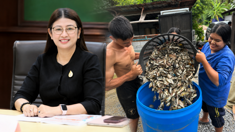 ปลาหมอคางดำถูกกำจัดแล้ว 8.3 ล้านกิโล กรมประมงเร่งฟื้นระบบนิเวศ