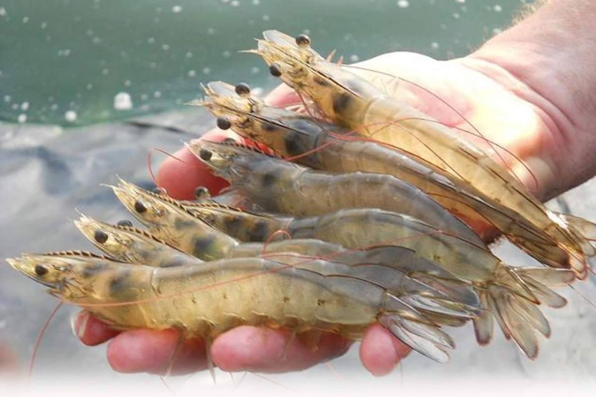 กุ้งไทยลุ้นปลดล็อกมาเลเซีย กรมประมงส่งคำชี้แจงครบแล้ว