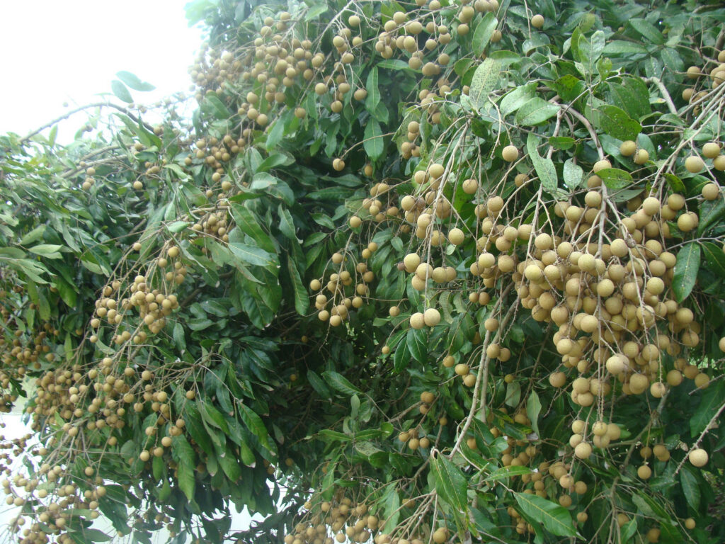ผลไม้