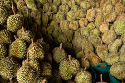 ชาวสวนทุเรียนใต้กระอัก ต้นทุนพุ่งหวั่นราคาร่วงซ้ำ