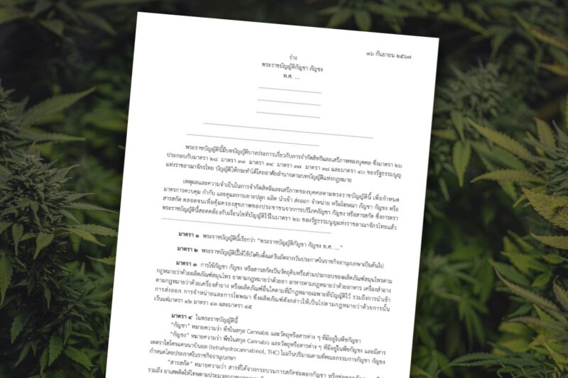 กรมการแพทย์แผนไทยฯ เปิดรับฟังความเห็นร่าง พ.ร.บ.กัญชา-กัญชง ถึง 1 ก.ค.นี้