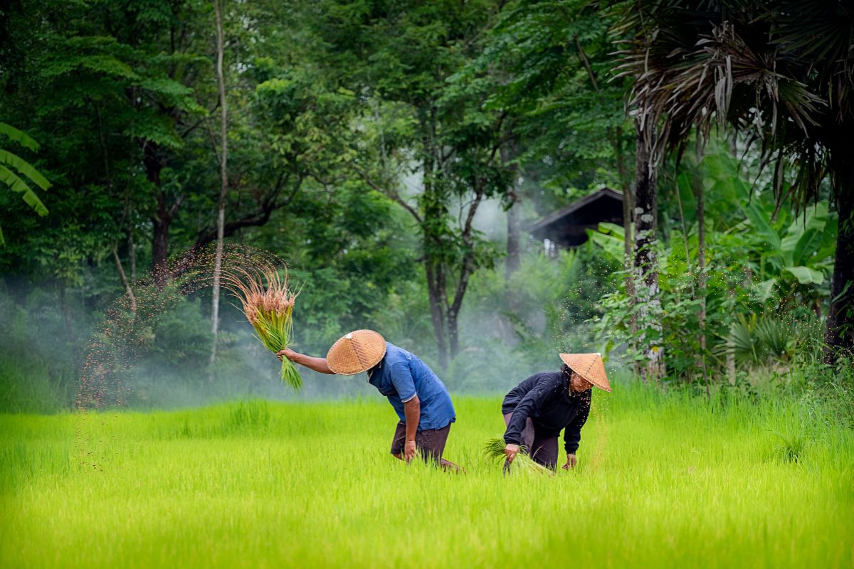 เกษตรฯ ชง นบข. อัดงบ 1.84 พันล้าน ช่วยชาวนา 2.33 แ