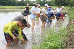 โรงเรียนเล็กในทุ่งกว้าง จัด “พาลูกลงนา” ดึงครอบครัวคืนสู่วิถีธรรมชาติ รุ่นนำร่องเริ่ม 18 ก.ค.นี้