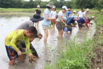 โรงเรียนเล็กในทุ่งกว้าง จัด “พาลูกลงนา” ดึงครอบครัวคืนสู่วิถีธรรมชาติ รุ่นนำร่อง 18 ก.ค.นี้