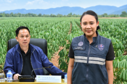 ใบด่างเขย่าฐานผลิตมันไทย เดิมพัน 1,800 ล้านท่อน ก่อนโรงงานย้ายประเทศ