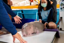 สั่งชันสูตรลูกพะยูนตาย เร่งถอดบทเรียน ยกระดับช่วยสัตว์ทะเลหายาก