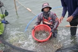 ข่าวดีชาวกุ้ง! พาณิชย์ชี้ราคาฟื้น ลุยปั้น “กุ้งไทยพรีเมียม” บุกตลาด