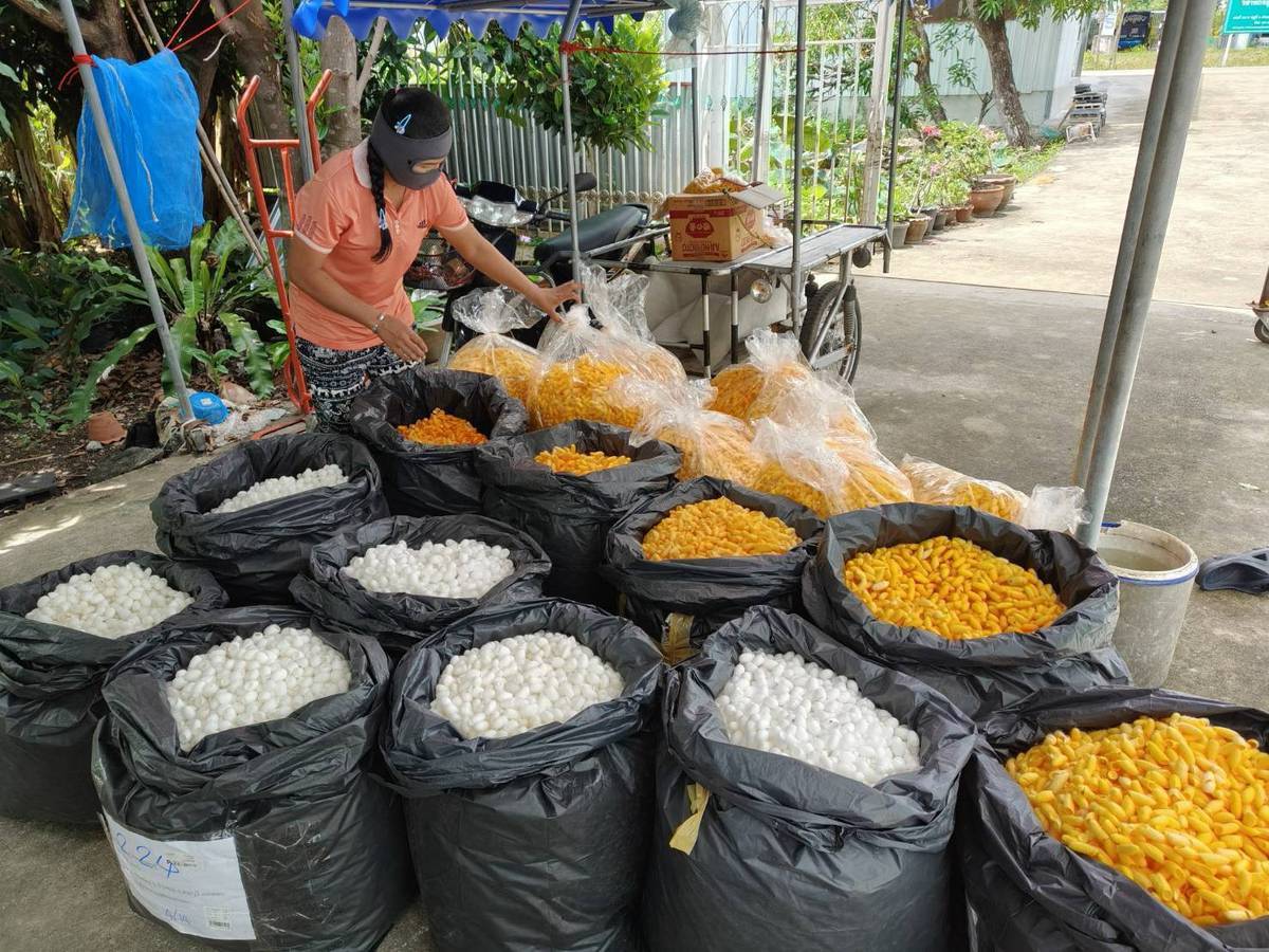SACIT ดัน Waste to Craft เปลี่ยนเศษรังไหมเป็นสินค้าสร้างมูลค่า เพิ่มรายได้ชุมชน