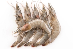 เปิดเหตุผลกุ้งไทยไม่โต โรคระบาดฉุดผลผลิตค้าง 2.5 แสนตัน