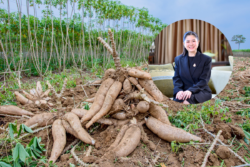 พาณิชย์ลุยปั้นตลาดมันสำปะหลังโลก ดันอัดเม็ดโต 30% จัดใหญ่ Thai Tapioca Nexus 2026