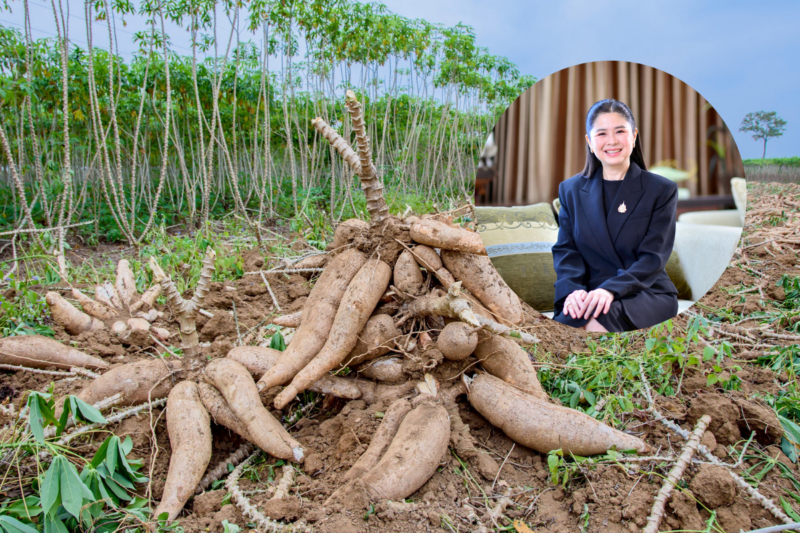 พาณิชย์ลุยปั้นตลาดมันสำปะหลังโลก ดันอัดเม็ดโต 30% จัดใหญ่ Thai Tapioca Nexus 2026