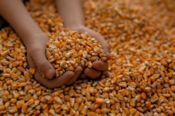 สมาคมอาหารสัตว์ส่งหนังสือถึง ‘ศุภจี’ ยัน MOU ข้าวโพด GMO ไม่มีเงื่อนไขนำเข้า 1 ล้านตัน
