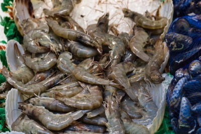 ผู้เลี้ยงกุ้งค้านผ่อนตรวจนำเข้า ห่วงโรคเข้าไทย-กุ้งต่างประเทศกดราคา