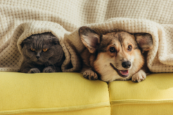 ส่อง ‘Pet Economy’ 1 แสนล้าน เมื่อความรักสัตว์เลี้ยงกลายเป็นโอกาสธุรกิจ
