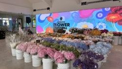 Bangkok Flower Festival 2026 ปลุกสีสัน “ปากคลองตลาด” ผ่านดอกไม้ ศิลปะ และไลฟ์สไตล์