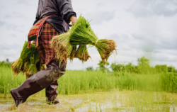 ครม.ไฟเขียวจ่าย “ช่วยชาวนาไร่ 1 พัน” 2.3 แสนครัวเรือน