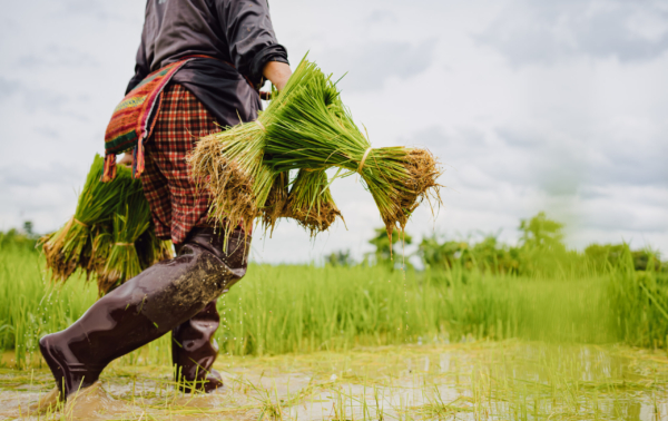ครม.ไฟเขียวจ่าย “ช่วยชาวนาไร่ 1 พัน” 2.3 แสนครัวเรือน
