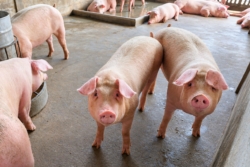 น้ำท่วมกระทบหมู 9,000 ตัว กรมการค้าภายในยันปริมาณยังพอ ราคาทรงตัว