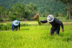 เกษตรฯ วาง 2 แพ็กเกจช่วยชาวนา 4.69 ล้านครัวเรือน เตรียมเสนอ นบข.เคาะ