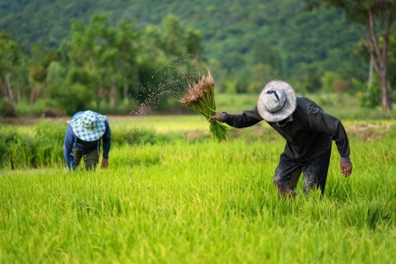 เกษตรฯ วาง 2 แพ็กเกจช่วยชาวนา 4.69 ล้านครัวเรือน เตรียมเสนอ นบข.เคาะ